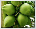 Coconut water with pulp